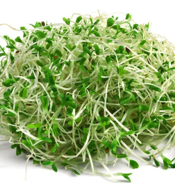 Alfa Alfa Sprout