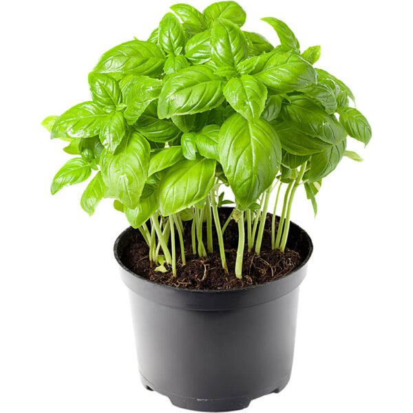 Basil Pot UAE