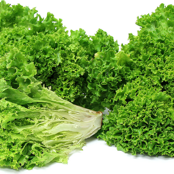 Lettuce Lollo Bianco Holland