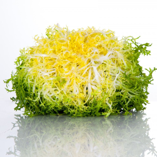 Lettuce Frisee Yellow Holland