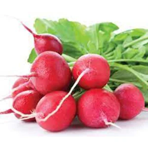 Radish Red GCC