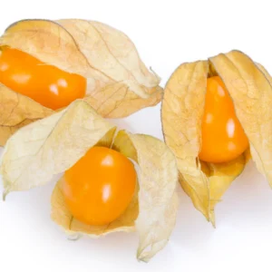 Physalis colombia