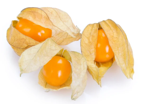 Physalis colombia
