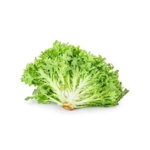 Lettuce Frisee Green Holland