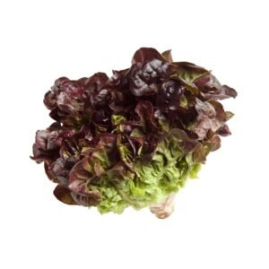 Letuce Oak Leaves Holland