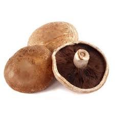 Mushroom Portabello Holland