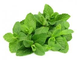 Mint Leaves GCC