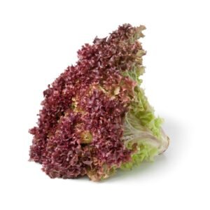 Lettuce Lollo Rosso Holland